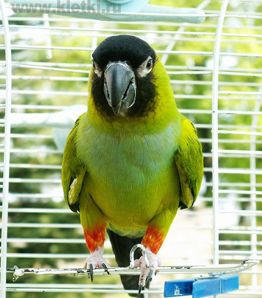 Нандайя, или черноголовый попугай 