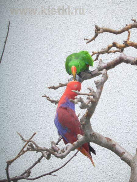 Зелёно-красный благородный попугай