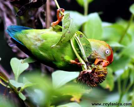 Цейлонский висячий попугайчик