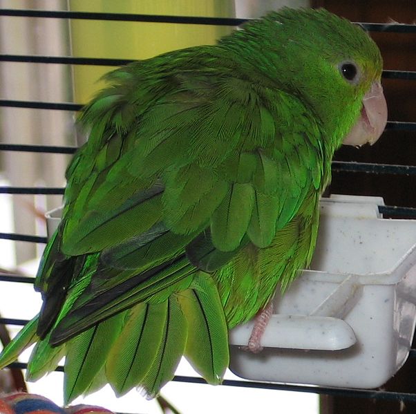 Зеленохвостый воробьиный попугайчик