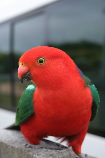 Австралийский королевский попугай