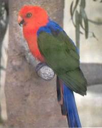 Амбоинский королевский попугай