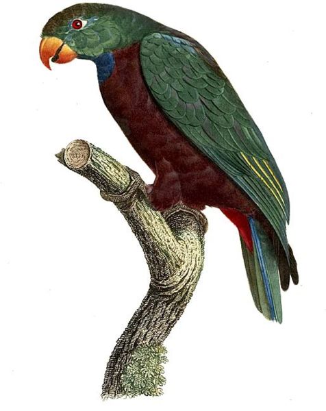 Красноклювый красногузый попугай