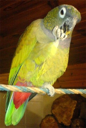 Красногузый попугай Максимилиана