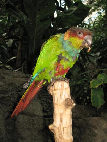 Синезобый краснохвостый попугай