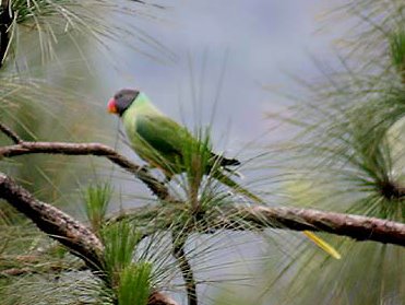 Гималайский ожереловый попугай