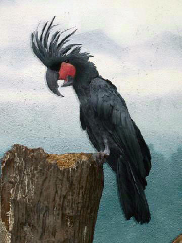 Чёрный пальмовый какаду