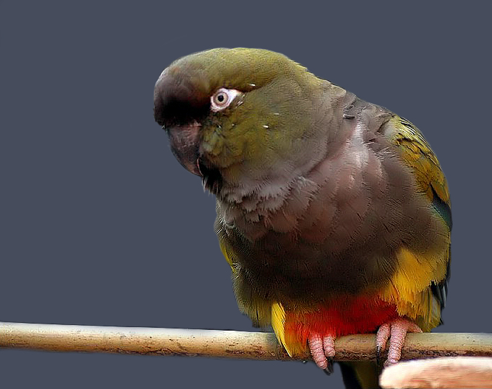 Патагонский попугай