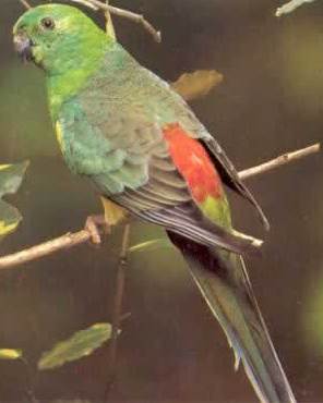 Красноспинный певчий попугай