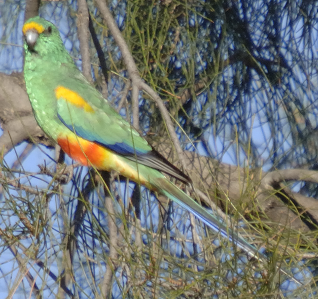 Разноцветный певчий попугай
